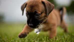 Než krmení měsíčního štěně - kolikrát denně krmivo